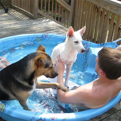 water cool off with pets in small pool.jpg