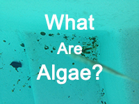 Hablemos de las algas en su piscina-algas de piscina, alguicida, proveedor de baldosas de piscina, baldosas de piscina